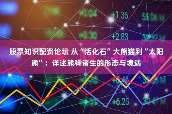 股票知识配资论坛 从“活化石”大熊猫到“太阳熊”：详述熊科诸生的形态与境遇