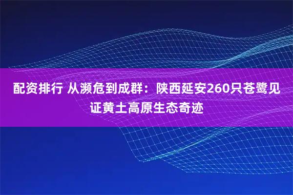配资排行 从濒危到成群：陕西延安260只苍鹭见证黄土高原生态奇迹
