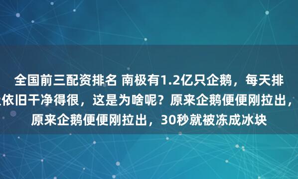 全国前三配资排名 南极有1.2亿只企鹅，每天排便4800吨，可南极依旧干净得很，这是为啥呢？原来企鹅便便刚拉出，30秒就被冻成冰块